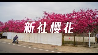 台中新社櫻花4個免費櫻花景點｜不用跑太遠也有櫻花看