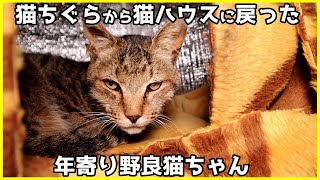 猫ちぐらから猫ハウスにまたまた引っ越しした年寄り野良猫ちゃん