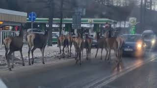 Zakopane przed sylwestrem