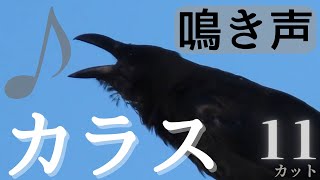 【野鳥の鳴き声】カラスの鳴き声集 11カット！カラスの馴染みがある鳴き声を動画で確認できます。