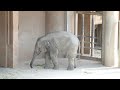 アジアゾウのうららちゃん（２５４）🐘もう一度ワルダーさ～ん🐘（東山動植物園）ulala of the asian elephant part 254