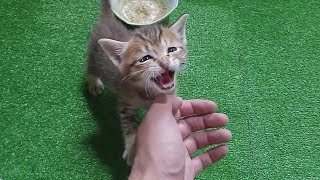 ご飯より膝の上がいい子猫〔癒される動画〕Kitten that likes on the lap of the owner than Food