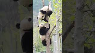 哈哈，两只可爱的熊猫宝宝在树上打架 #panda #cute