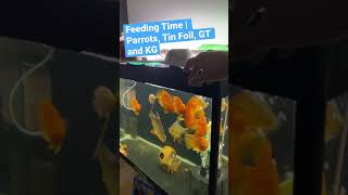 Feeding Time | Petting Fish | Fish Love #aquariumhobby #shorts #aquarium #fish #parrotfish