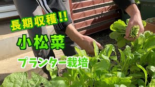 【プランター菜園】小松菜 種まきから収穫まで