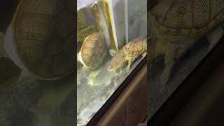 ハラガケガメ　Narrow bridged musk turtle / Claudius angustatus #shorts