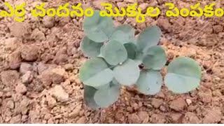 Red sandalwood plantation || erra chandanam || ఎర్ర చందనం మొక్కలు పెంపకం