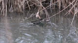 Common moorhen at Klingnau Lake side.