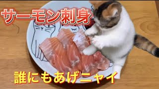 [マンチカン子猫]初めてサーモンの刺身を食べた子猫の反応がこちら(#19) Reaction of a kitten who ate salmon sashimi for the first time