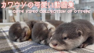 【カワウソ】かわいいことって罪なこと？♡カワウソの可愛い動画集🦦/Cute video collection of otters