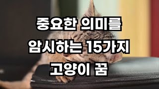 절대 무시해서는 안되는 15가지 고양이꿈 해몽