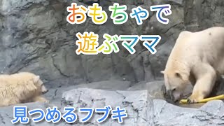 おもちゃで遊ぶママを見つめ近づくフブキ君♥️ホッキョクグマフブキ、ユキちゃん男鹿水族館