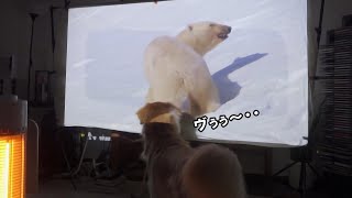 テレビのシロクマに威嚇する愛犬が可愛すぎるww