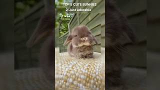 Top 5 Cutest Bunnies That Will Melt Your Heart! ๐ฐ๐