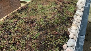 Making a Living Sedum Green Roof