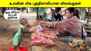 கேமராவில் பதிவான விலங்குகள் செய்த தரமான சம்பவங்கள் | Animals Moments caught on camera | TamilWonders