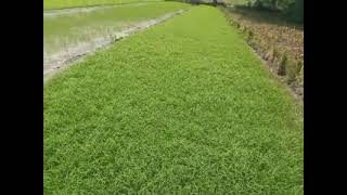 நெ_45 தமிழர் வேளாண்மை முறைப்படி நெல் |  paddy seed bed preparation | Gnanaprakasam