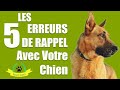 Maîtrisez le rappel de votre chien : évitez ces 5 erreurs fatales !