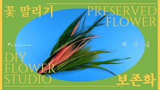 [Preserved Flower] 보존화 만들기 ! 페니쿰 프리저브드 플라워 !