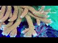 450g sps dominated reef tank 16 month update