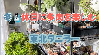 【多肉植物】冬に凍結、徒長、紅葉が覚めないように室内管理してます🤗