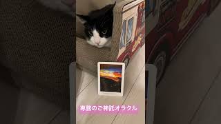 🐈‍⬛今日のあなたを占いました🐈‍⬛猫の専務のオラクル占い🔮#占い #恋愛 #猫 #オラクルカード