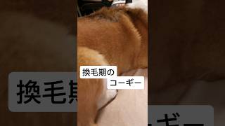 【換毛期】コーギーのケツ毛を抜きまくる #dog #dogshorts #corgi #コーギー犬 #pets #換毛期 #ievanpolkka #vocaloid