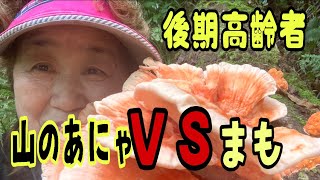 せっかく見つけた舞茸とヒラタケお猿さんに見つかりボロボロに‼️令和4年10月1日