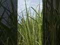 shorts agriculture viral sugarcane subscribe farming bazigar support