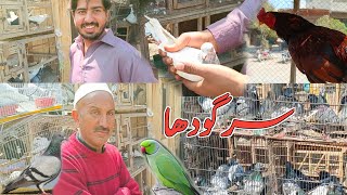 12 Block Birds Market Sargodha