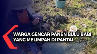 Warga Gencar Panen Bulu Babi Yang Melimpah Di Pantai