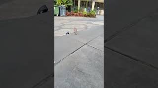 Burung menghilang misterius #video #viral #tiktok #cute #birds #tricks #magic #animals #pets #fyp