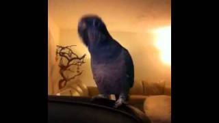 Singing Dusky Pionus