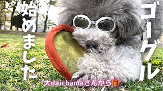 犬用ゴーグル🥽始めました。目にゴミが入りやすい愛犬。大daichamaさんから🎁