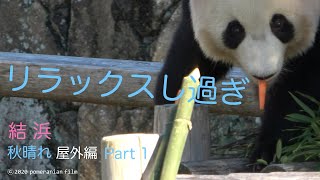 (Panda video)[10/25 ✨ Yuihin 🎀 Relaxing too much / Outdoor Part 1】Expanded legs 🐾 sleep 😪/ 