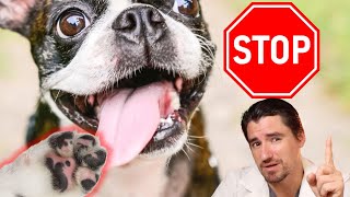 Dog Itchy Feet