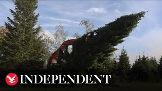 Huge Christmas tree felled in Solihull for Covent Garden festivities