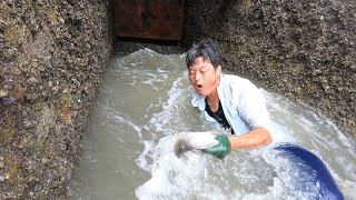 养殖场闸门排水海鲜流出来，阿阳趁老板不在跳下去抓，比捡钱还爽