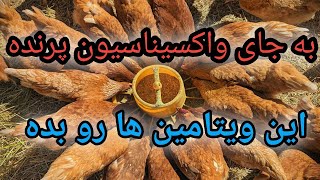 کاهش تلفات پرنده , قوی کردن سیستم ایمنی پرنده , ویتامین هایی که باعث کاهش تلفات میشه