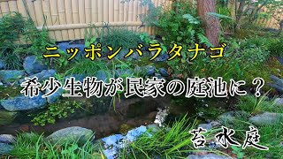 庭のビオトープで希少な水辺の生き物を守る