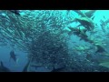 Sardine Run Port St Johns South Africa