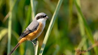 Grey Back Shrike A Bird Video.