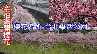 樂活公園櫻花滿開空拍