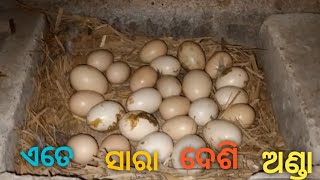 ଶୁଆ ଥୁଣ୍ଡିଆ କୁକୁଡା ଓ ଦେଶି ଅଣ୍ଡା || Desi Egg \u0026 Parrot Hen #chicken #egg #parrot @JITENDRA-BIRUA