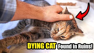 I Found a Dying Stray Cat in Ruins… What the Vet Discovered Was Shocking! - Lucky Paws