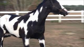 Homozygous black Thoroughbred