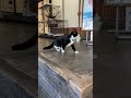 観福寺の猫