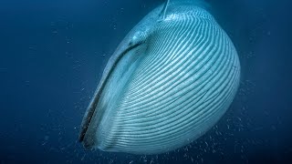 La ballena azul, el animal más grande del mundo