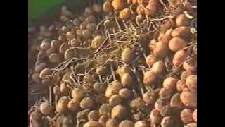 standen 1993 potato harvesting/ planting