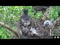 20200529 鳳頭蒼鷹直播回顧－大寶飛進巢中踢到小寶 crested goshawk nest cam